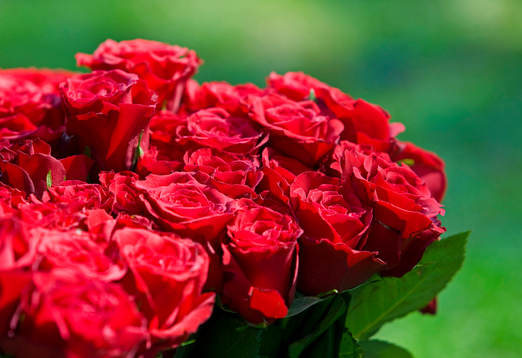 Blommor, bukett,  Rosor