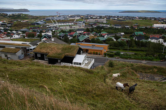 Horses at distance from Tórsvøllur Stadium where players