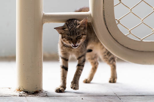 A cat in Cairo Stadium