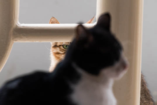 A cat in Cairo Stadium