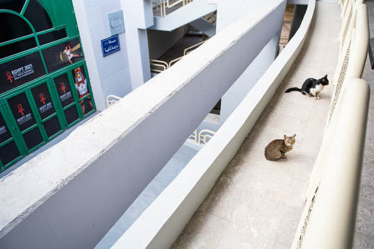 Cats in Cairo Stadium