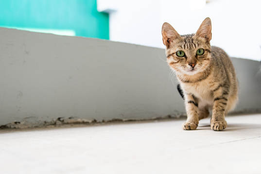 A cat in Cairo Stadium