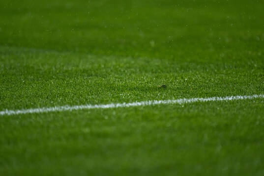 The grass of the pitch