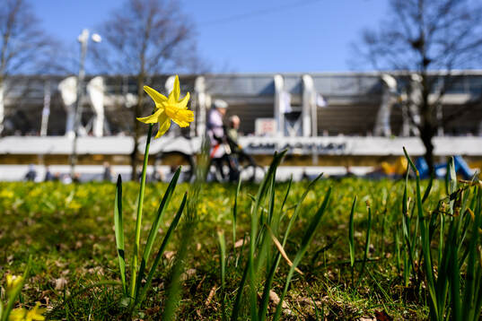 Blomma utanför Gamla Ullevi